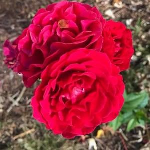 Meet your Posher, Tommy kerry